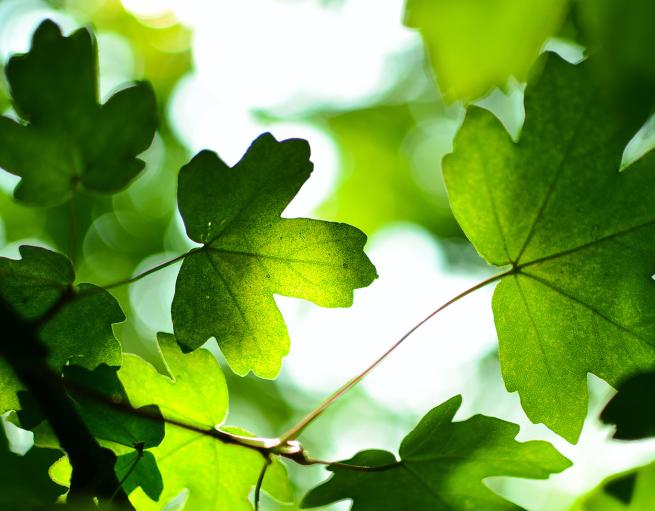 Leaves