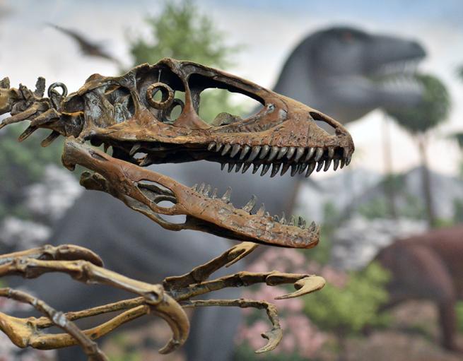 A dinosaur skeleton on view at the Peabody Museum