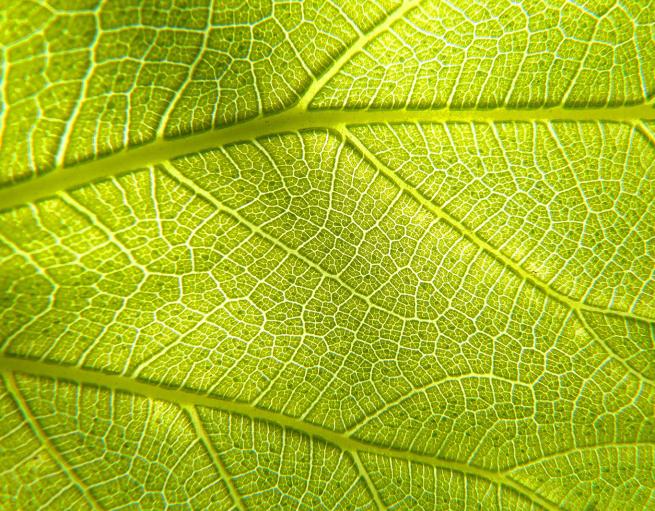 Close-up of green leaf lit behind from sunlight