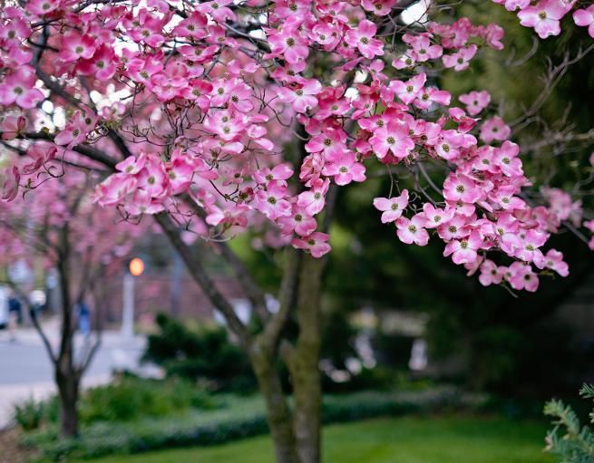 Pink flowering tree