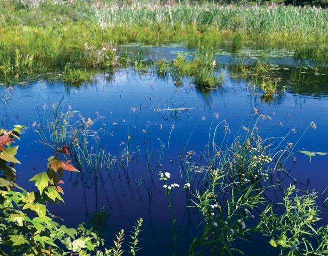 Pond surrounded by vegetation