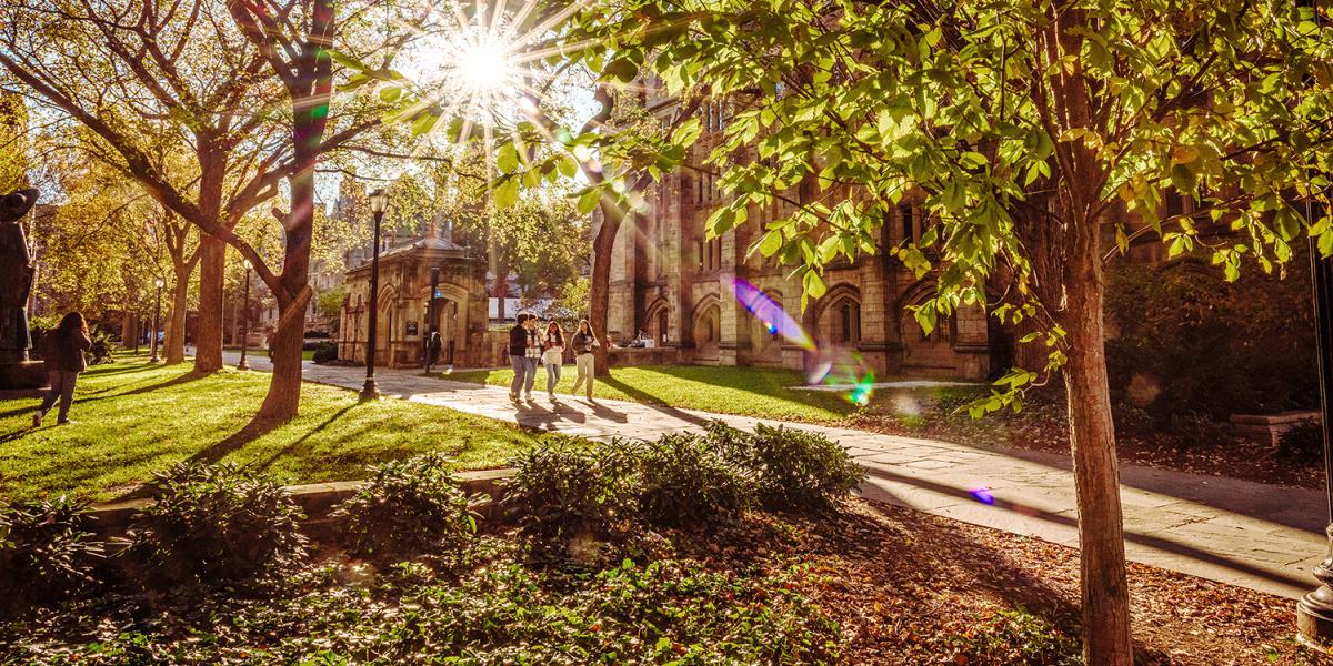 Sunlit trees on Yale's campus
