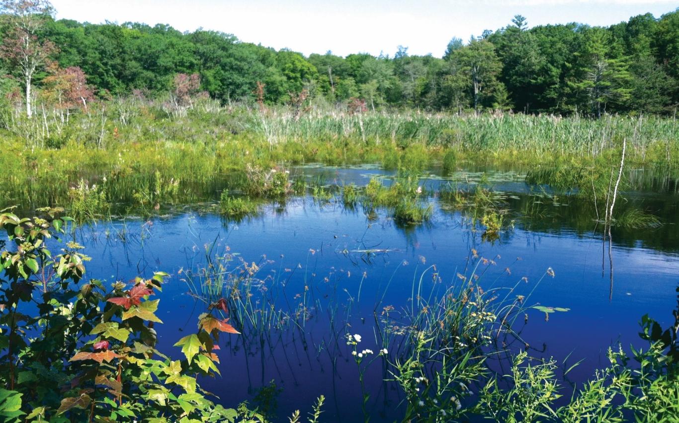A managed wetland at Yale-Myers Forest
