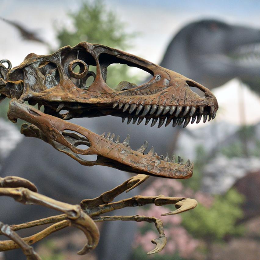 A dinosaur skeleton on view at the Peabody Museum