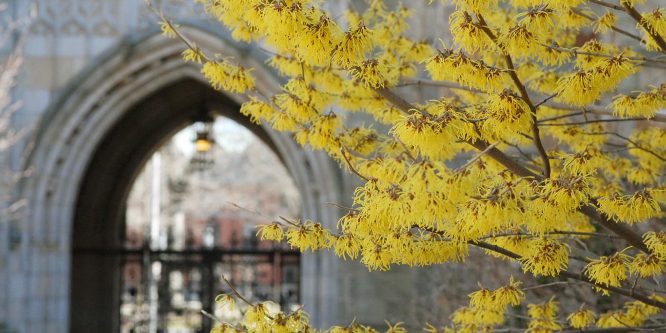 Architectural detail of Yale archway