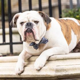 Bulldog wearing a bowtie