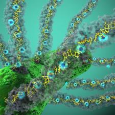 A visualization of protein nanowires used by bacteria to "exhale" electrons