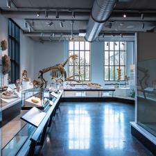 Specimens on display in the Yale Peabody Museum's new exhibit halls
