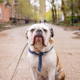 Yale mascot Handsome Dan