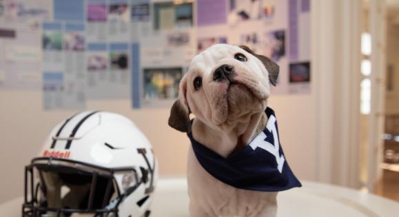 Handsome Dan standing next to a football helmet
