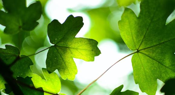 Leaves