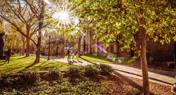 Sunlit trees on Yale's campus
