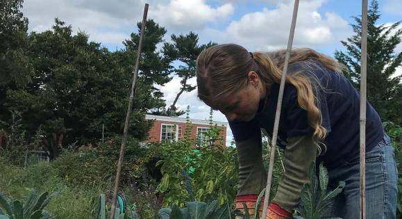 Blair Nelsen tends the Yale Divinity School garden