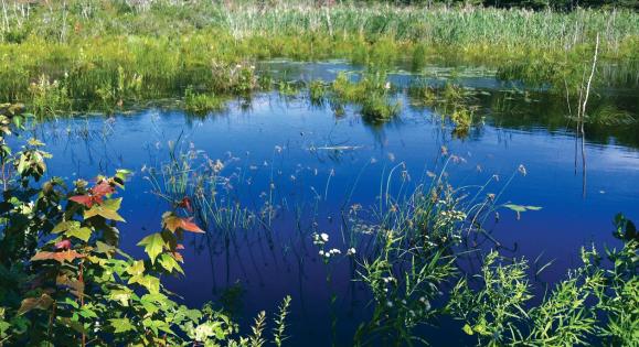 Pond surrounded by vegetation