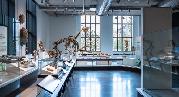 Specimens on display in the Yale Peabody Museum's new exhibit halls