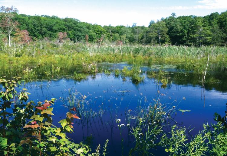 A managed wetland at Yale-Myers Forest