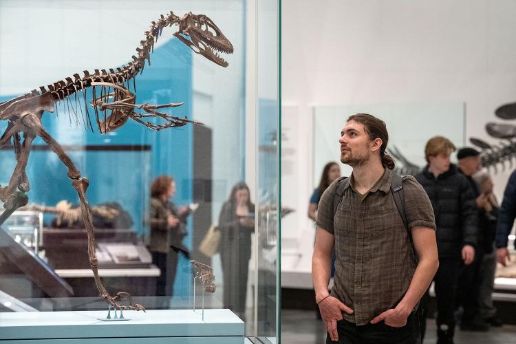 A visitor to the Burke Hall of Dinosaurs comes face-to-face with Deinonychus