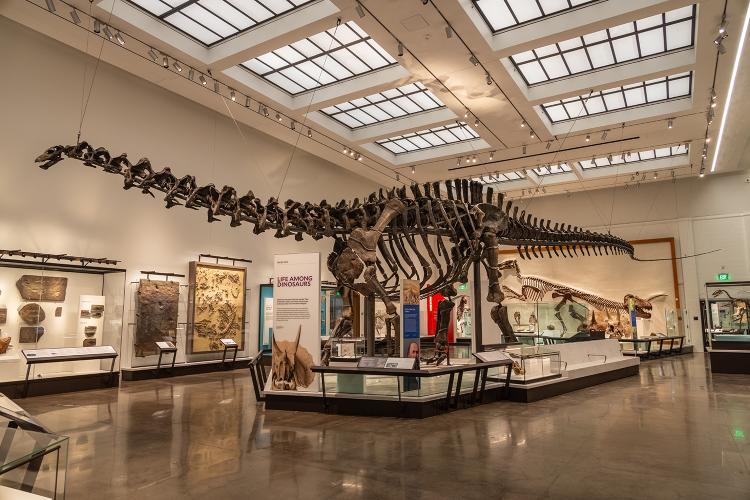 Brontosaurus features prominently in The Burke Hall of Dinosaurs