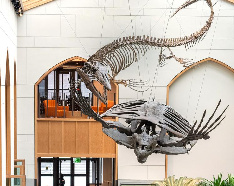 A ceiling-mounted mosasaur skeleton “swimming” after its giant Archelon turtle prey