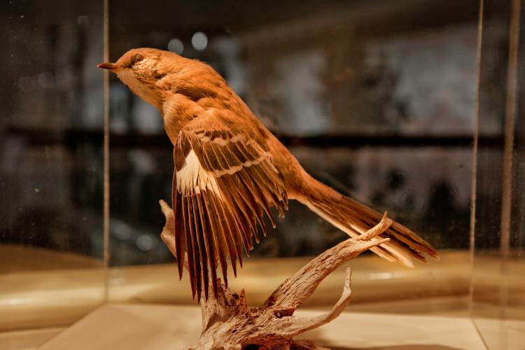 A preserved bird on display at the Peabody Museum